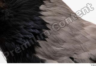 Carrion crow bird neck 0001.jpg